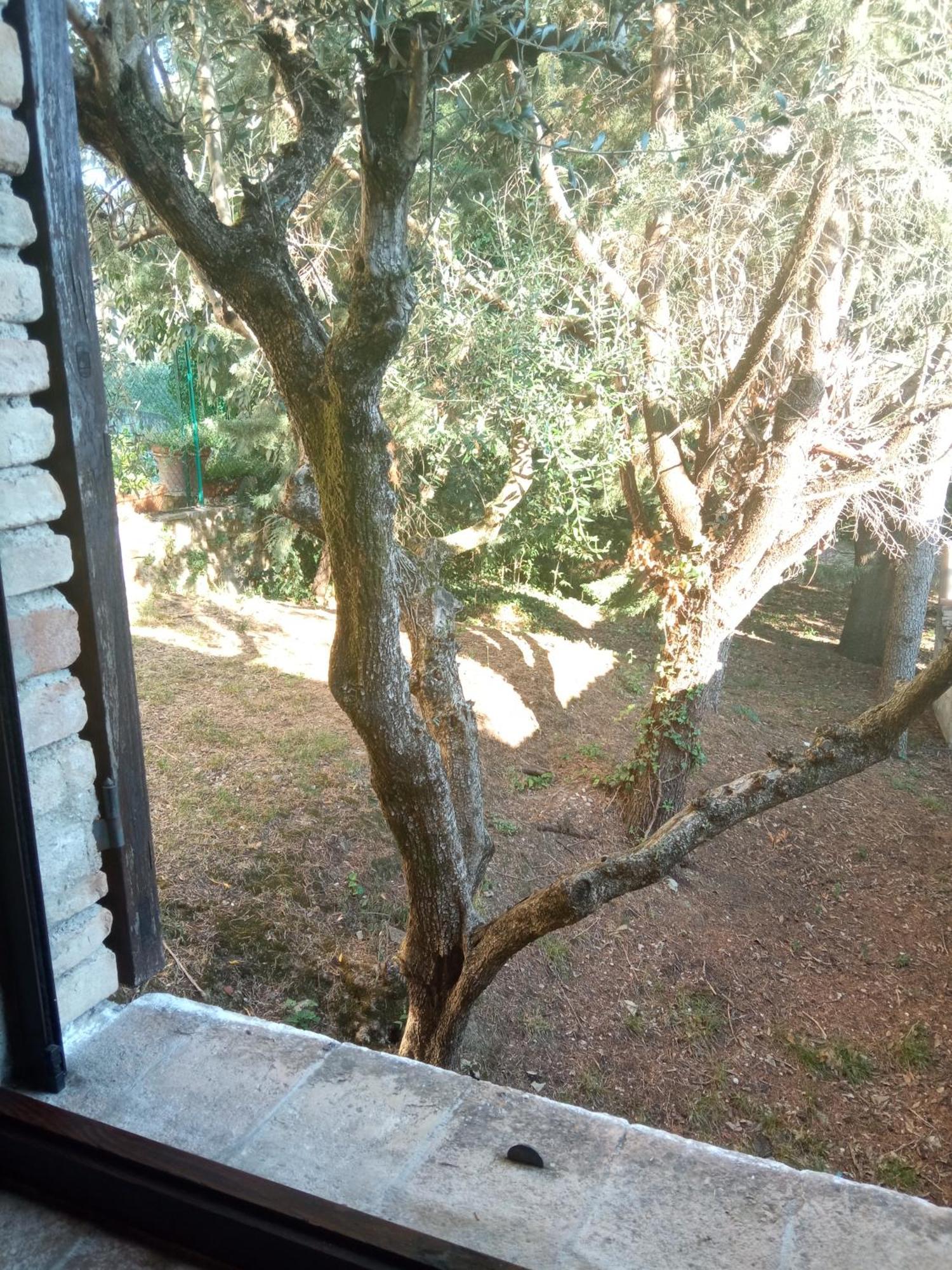 All'Ombra Di San Damiano Ассизи Экстерьер фото